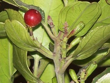 Rhamnus alaternus / Ranno lanterno